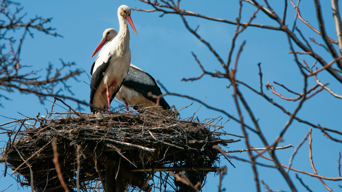 Polskie bociany już wracają. To oznaka wiosny