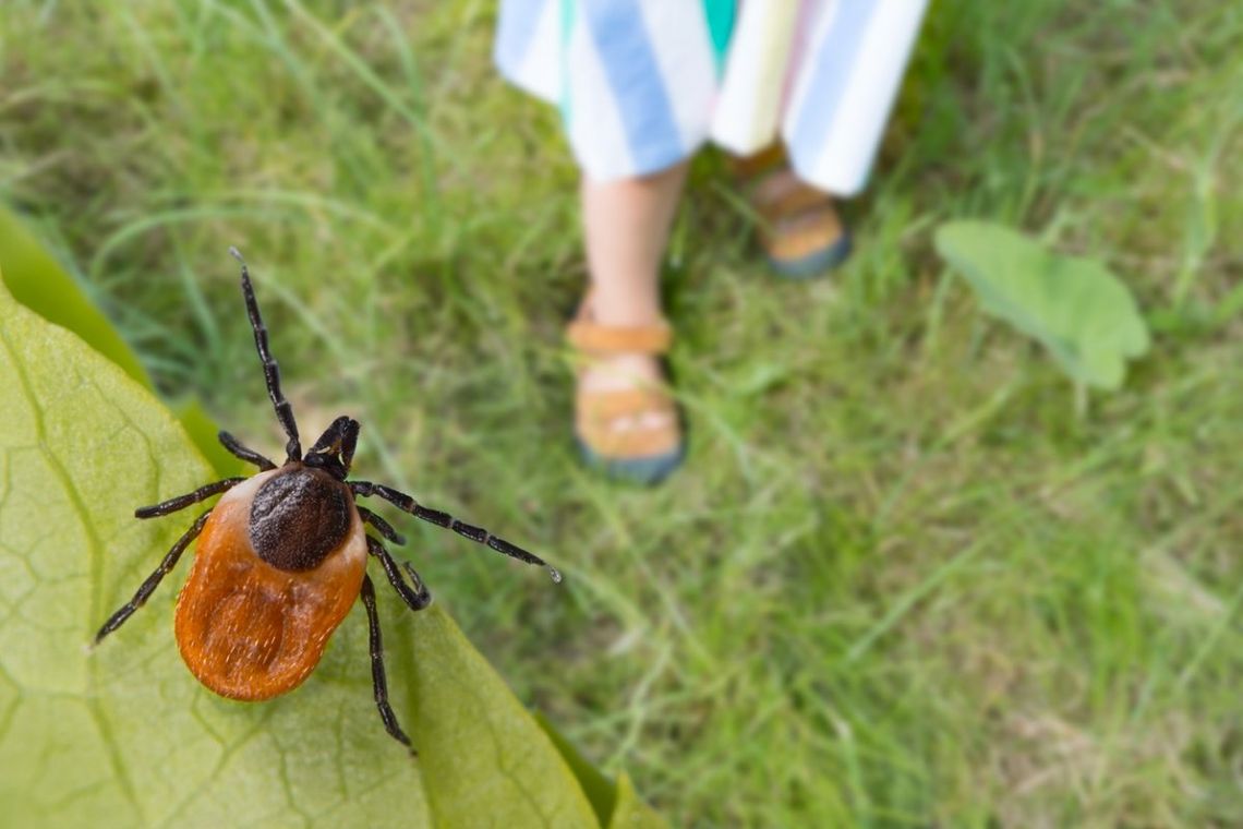 Zakażonych kleszczy bez liku. Nie tylko borelioza