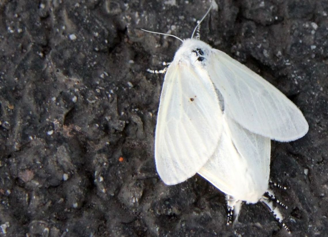 Brudnica mniszka atakuje Brudnica mniszka atakuje