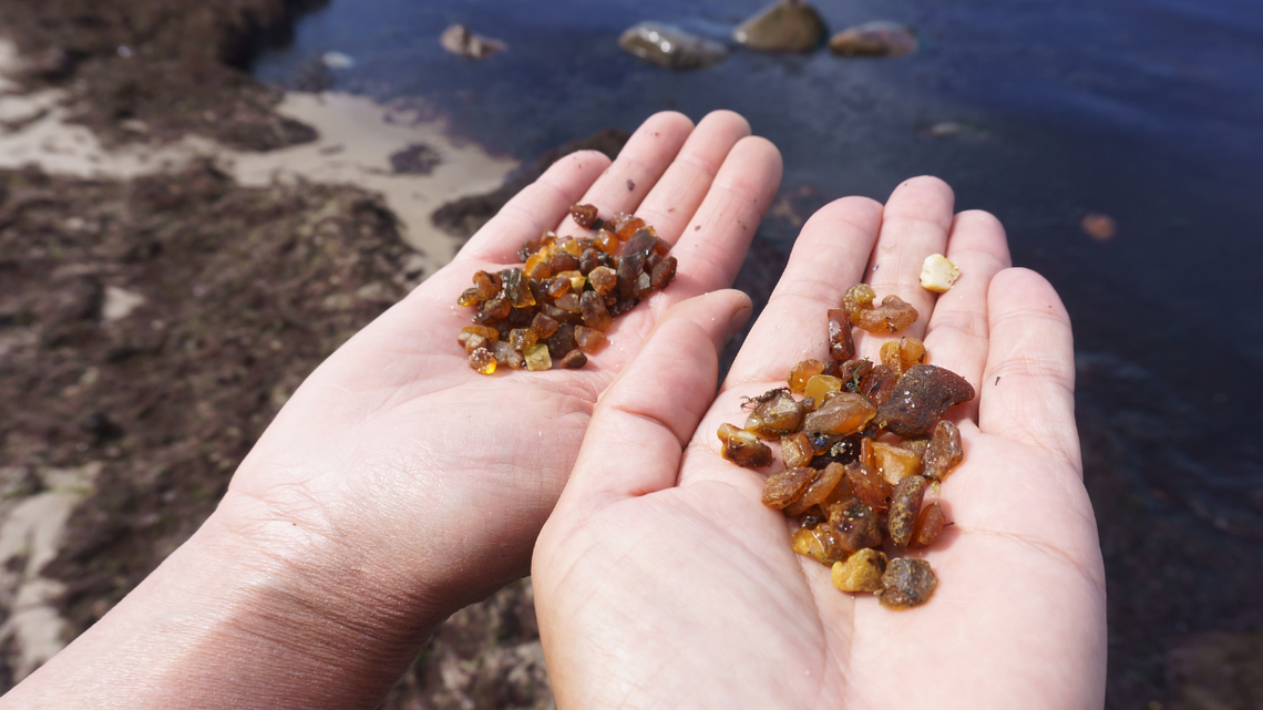 Szukają bursztynów zamiast plażować, bo taka jest pogoda. Ile można zarobić na bałtyckim złocie?