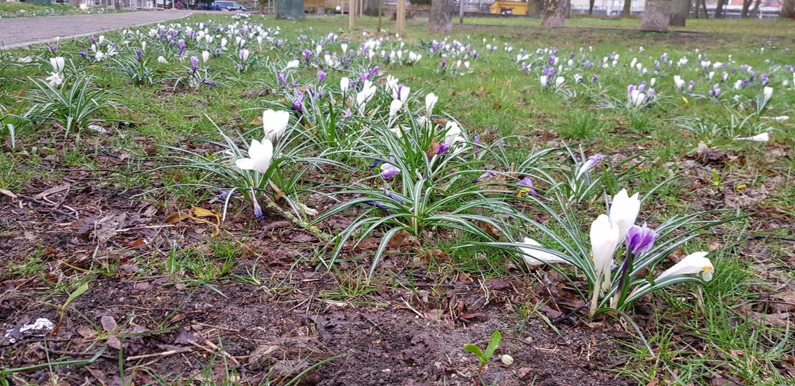 Były fioletowe, a teraz królują białe