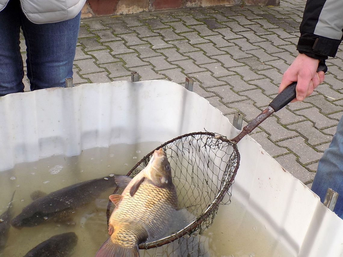 Całuj się pod jemiołą, a łuskę karpia schowaj do portfela Całuj się pod jemiołą, a łuskę karpia schowaj do portfela