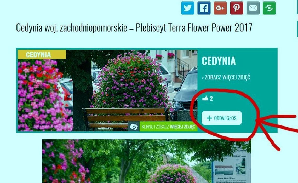 Cedynia prosi o głosy w konkursie Terra Flower Power 