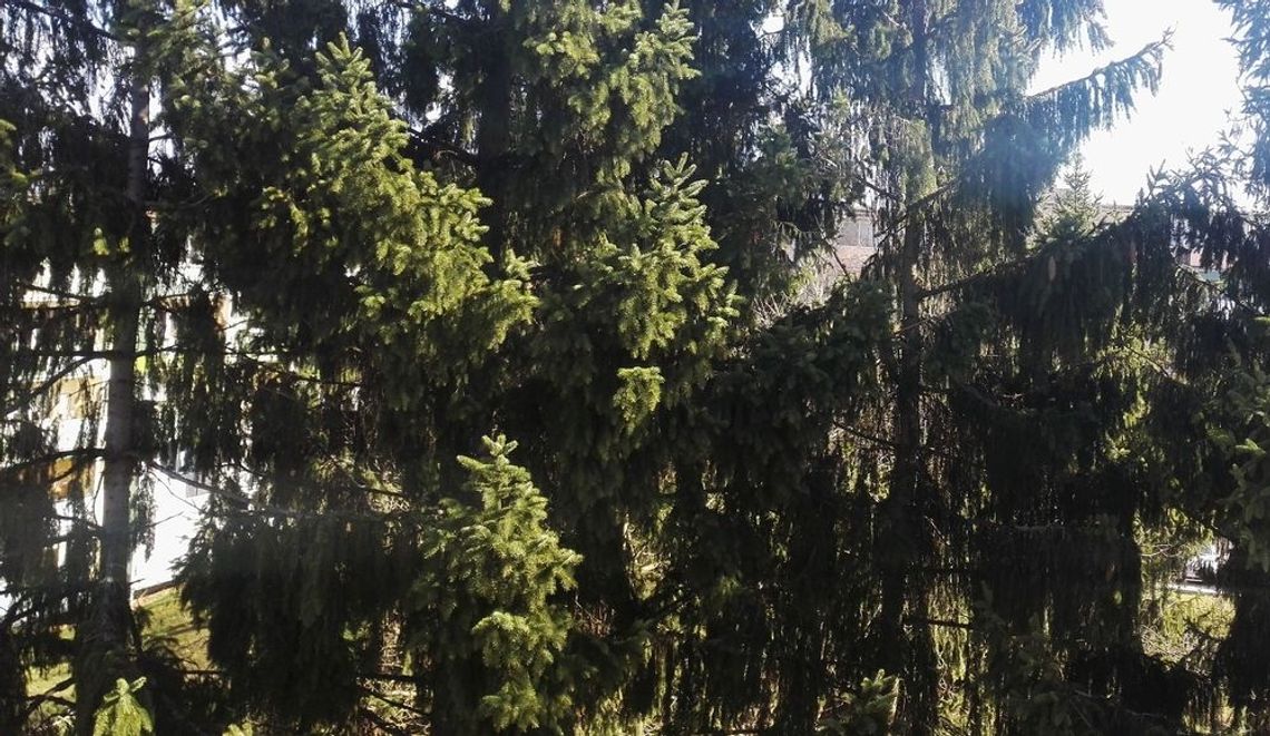 Chcą wyciąć świerki. Jest jeszcze czas na wnoszenie uwag Chcą wyciąć świerki. Jest jeszcze czas na wnoszenie uwag