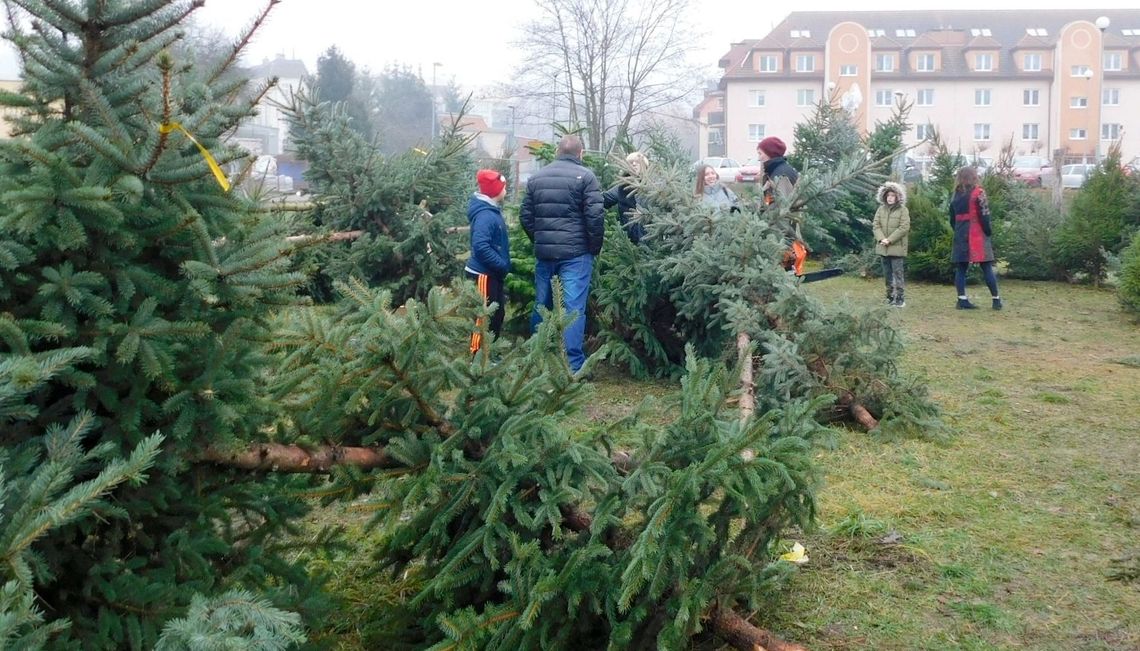  Choinki z lokalnej plantacji