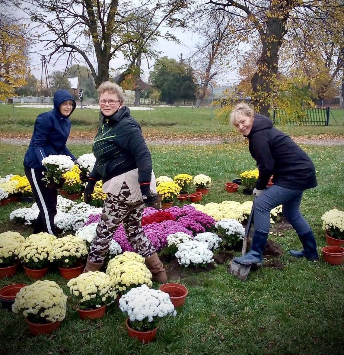 Chryzantemowa akcja z patriotycznym wydźwiękiem Chryzantemowa akcja z patriotycznym wydźwiękiem