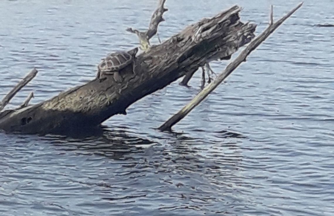 Ciekawostka przyrodnicza: żółw błotny w Odrze