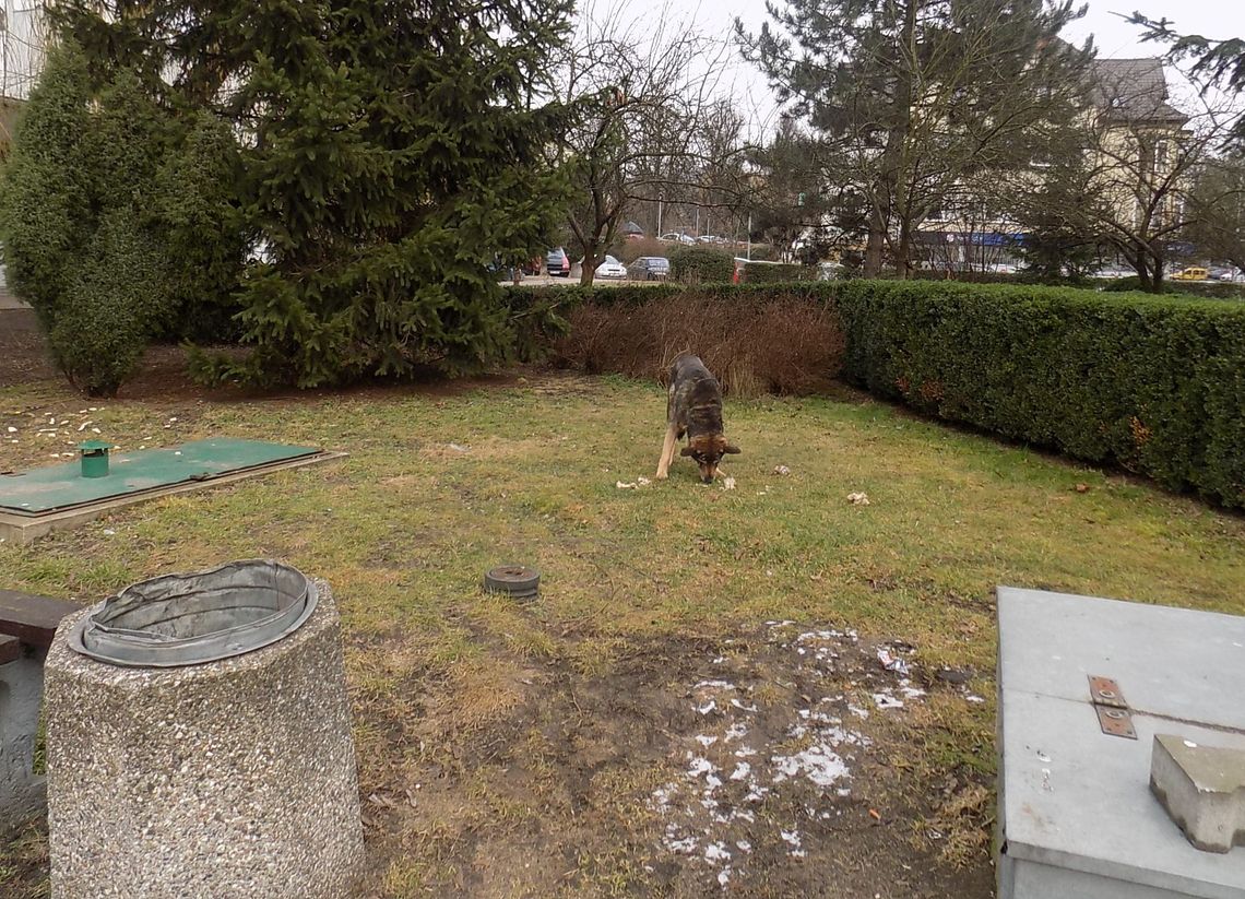 Ciężkie jest życie staruszka