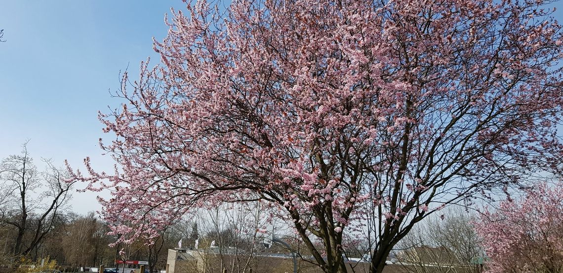 Co tak pięknie kwitnie przed blokami na różowo?