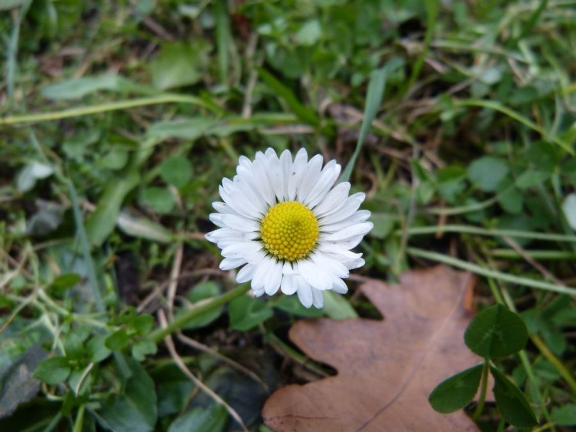 Co to za przedświąteczna wróżba Co to za przedświąteczna wróżba