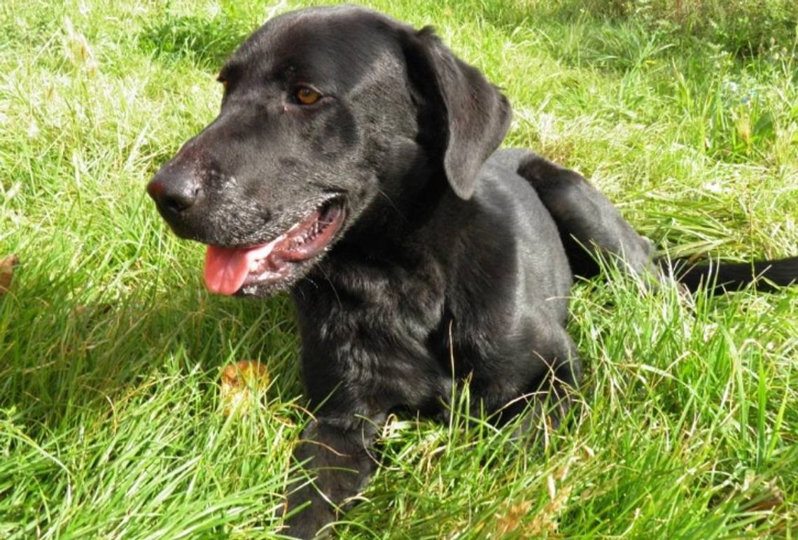 Czeka na kochający dom Czeka na kochający dom