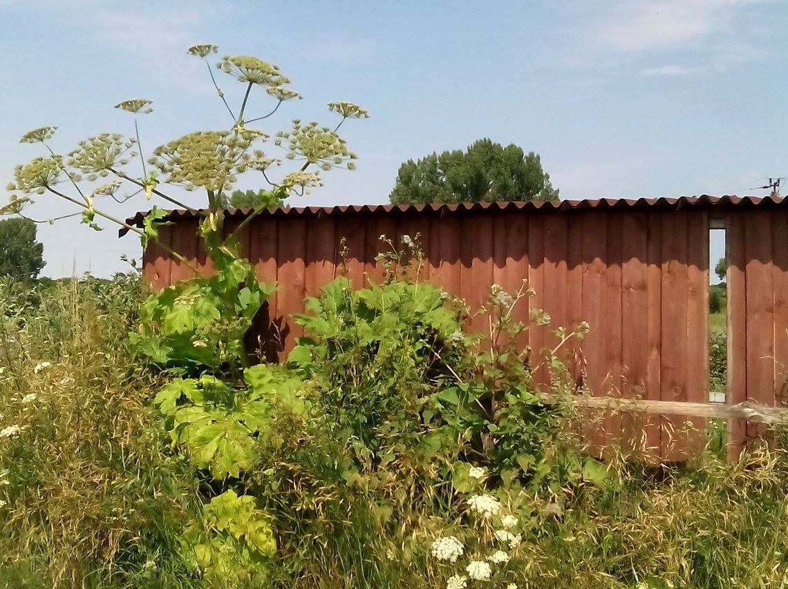 Czy barszcz Sosnowskiego ma się stać „atrakcją” gminy? Czy barszcz Sosnowskiego ma się stać „atrakcją” gminy?
