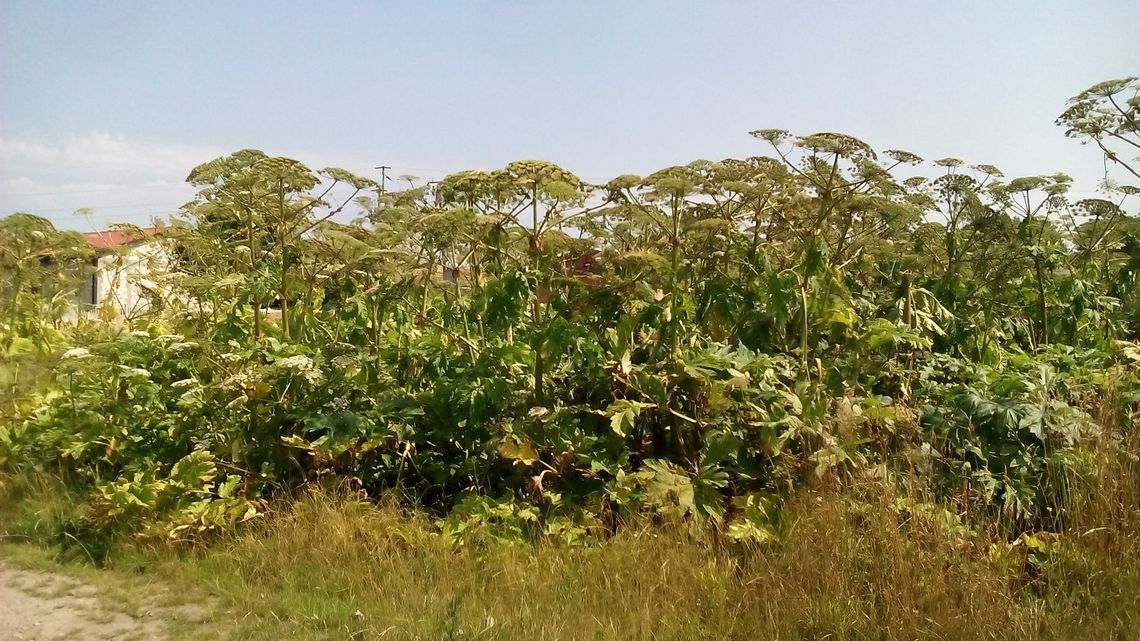 Czy barszcz Sosnowskiego pokona gminę Czy barszcz Sosnowskiego pokona gminę