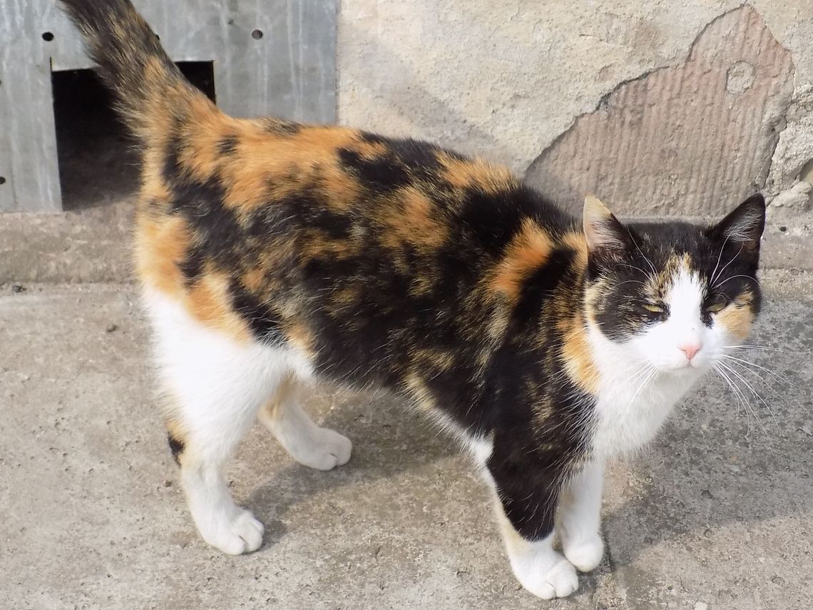 Czy ją dokądś wywieziono? Może ktoś coś wie? Czy ją dokądś wywieziono? Może ktoś coś wie?