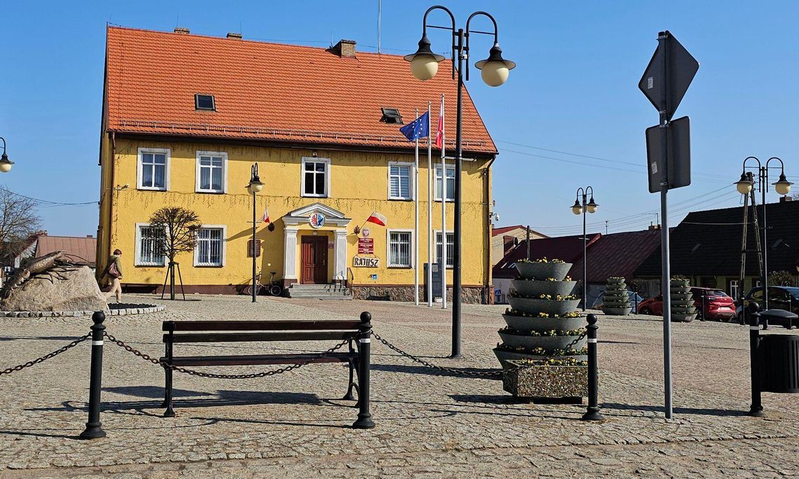 Czy moryńskie bratki przegrały z mrozem? Sprawdzamy, co dzieje się na rynku