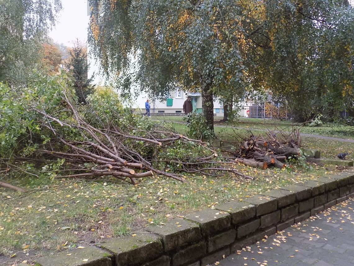 Czy odrosną wiosną? Czy odrosną wiosną?
