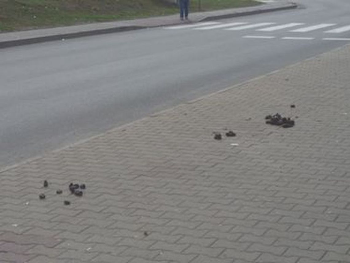 Czy przez Gryfino przeszedł koń? - pyta czytelniczka Czy przez Gryfino przeszedł koń? - pyta czytelniczka