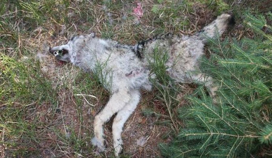 Czy rozjechane zwierzę to wilk? Czy rozjechane zwierzę to wilk?