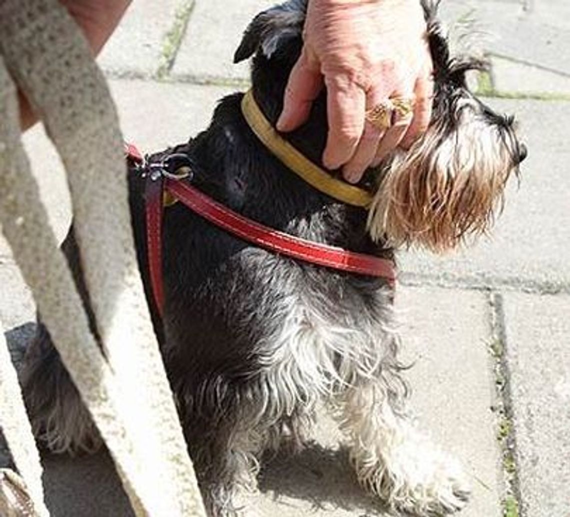 Czy ta interwencja straży miejskiej była potrzebna Czy ta interwencja straży miejskiej była potrzebna