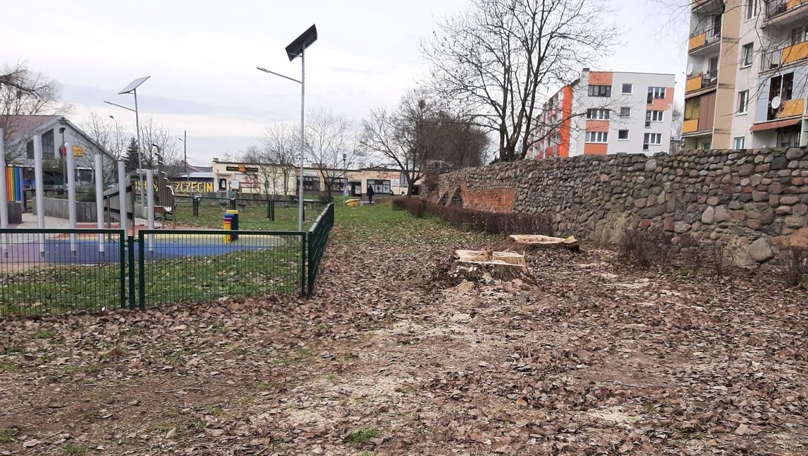 Czy te drzewa były chore? Może chory jest system? - pyta czytelniczka Czy te drzewa były chore? Może chory jest system? - pyta czytelniczka