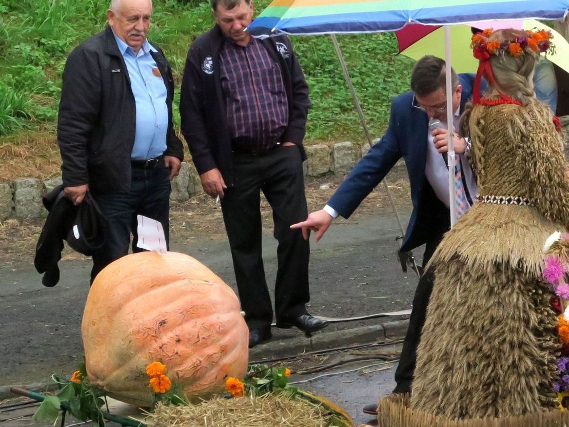 Czy to największa dynia w naszym powiecie? Czy to największa dynia w naszym powiecie?
