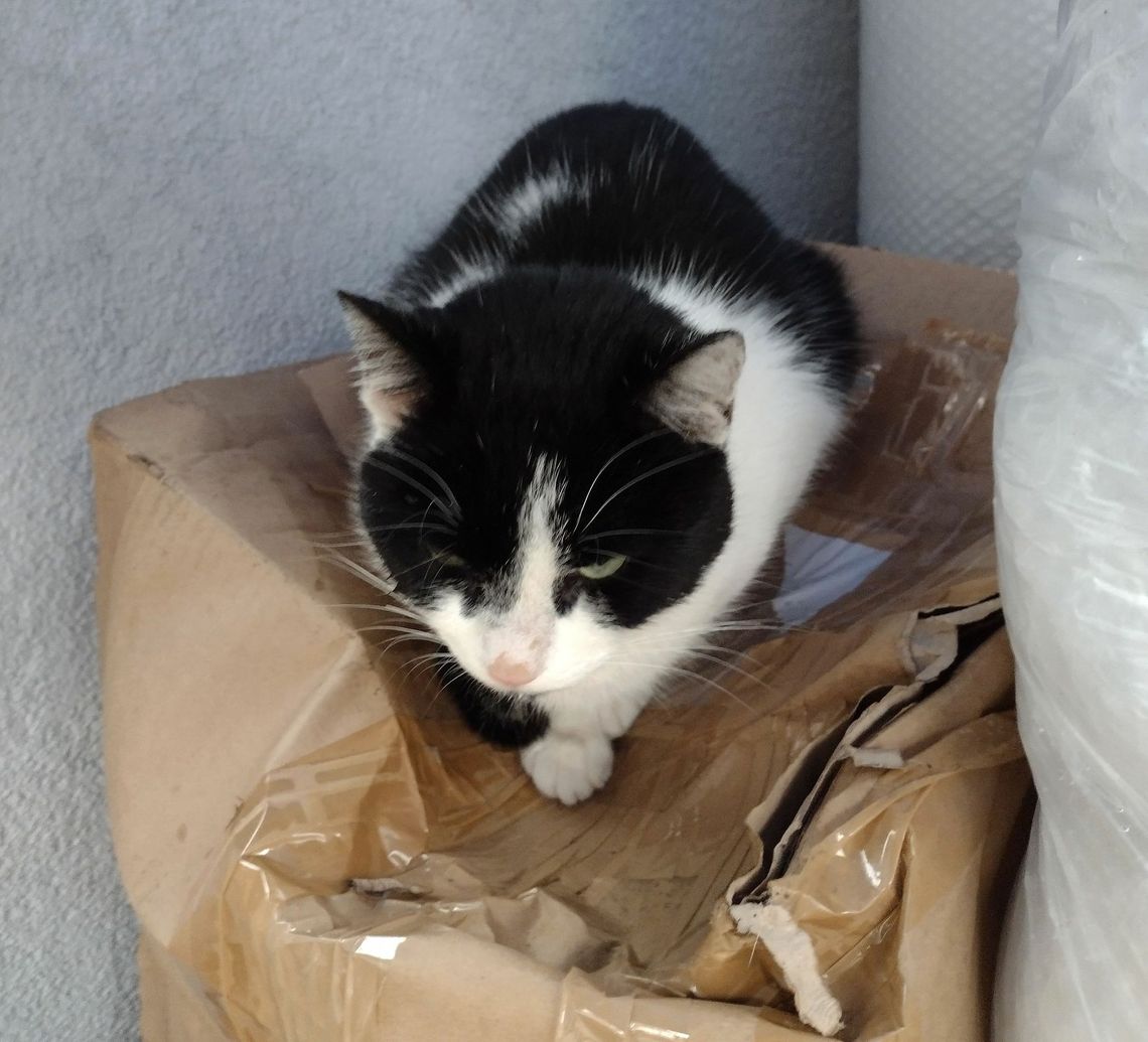 Czyj to kot? Czyj to kot?