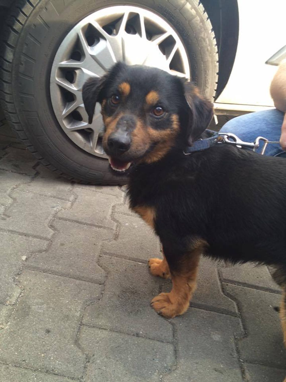 Czyj to piesek? Czyj to piesek?