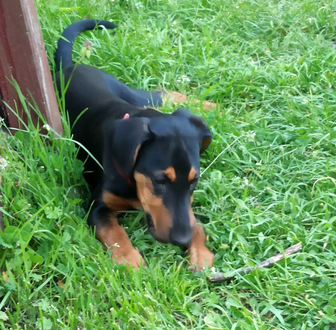 Czyj to piesek? Tęskni i czeka na swojego właściciela