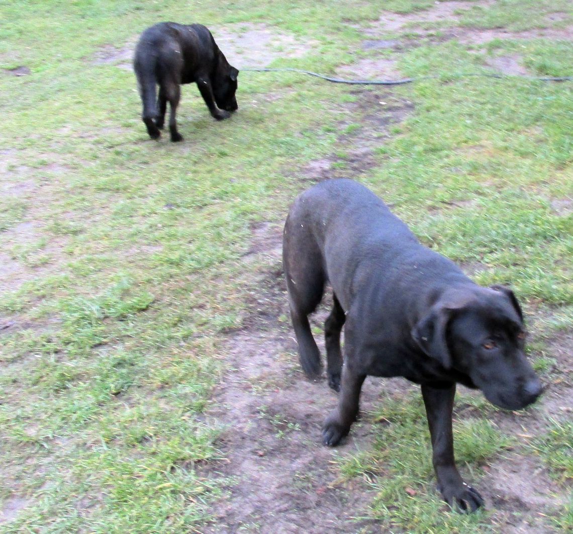 Czyje te bezpańskie psy