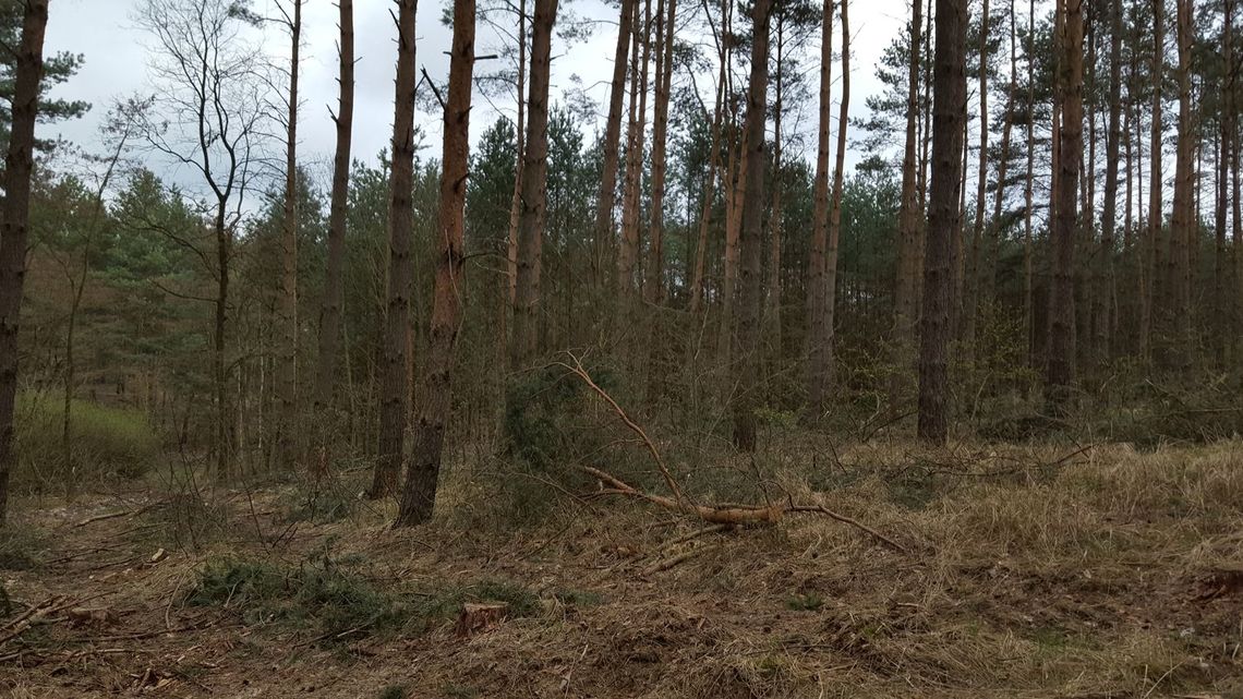 Czytelniczka pyta o gospodarkę leśną pod Gryfinem [list]