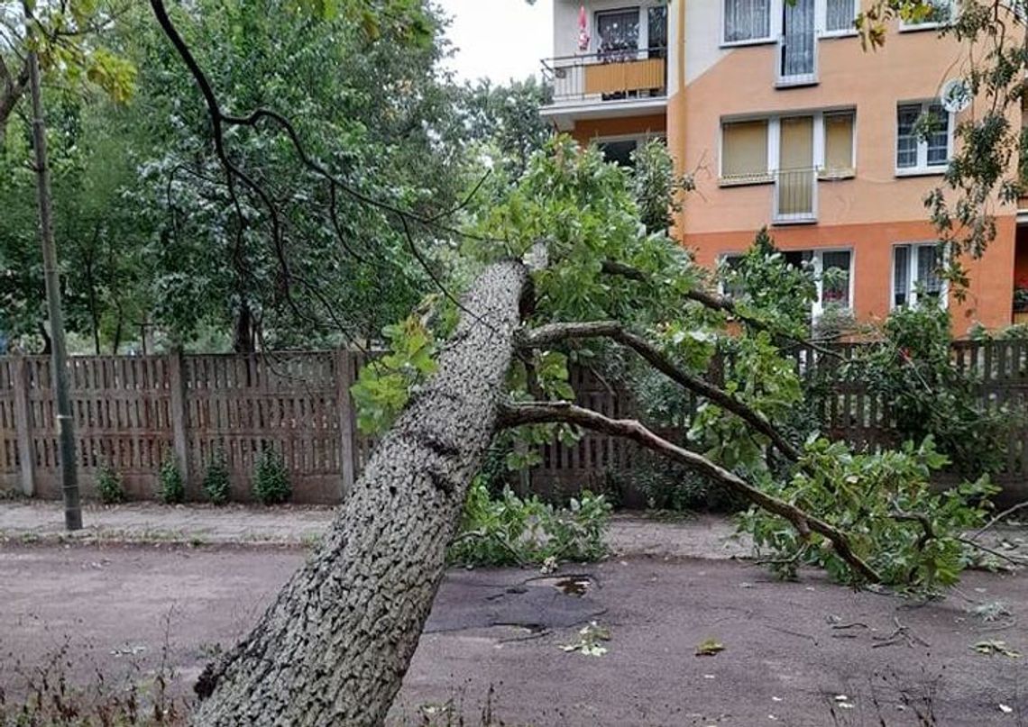 Dąb spadł na ogrodzenie pod oknem. Użyto sprzętu burzącego Dąb spadł na ogrodzenie pod oknem. Użyto sprzętu burzącego