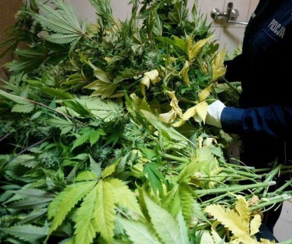 Dbał w garażu o samochód i… uprawę konopi Dbał w garażu o samochód i… uprawę konopi