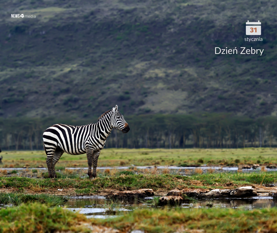 Dla kamuflażu i rozróżnienia Dla kamuflażu i rozróżnienia