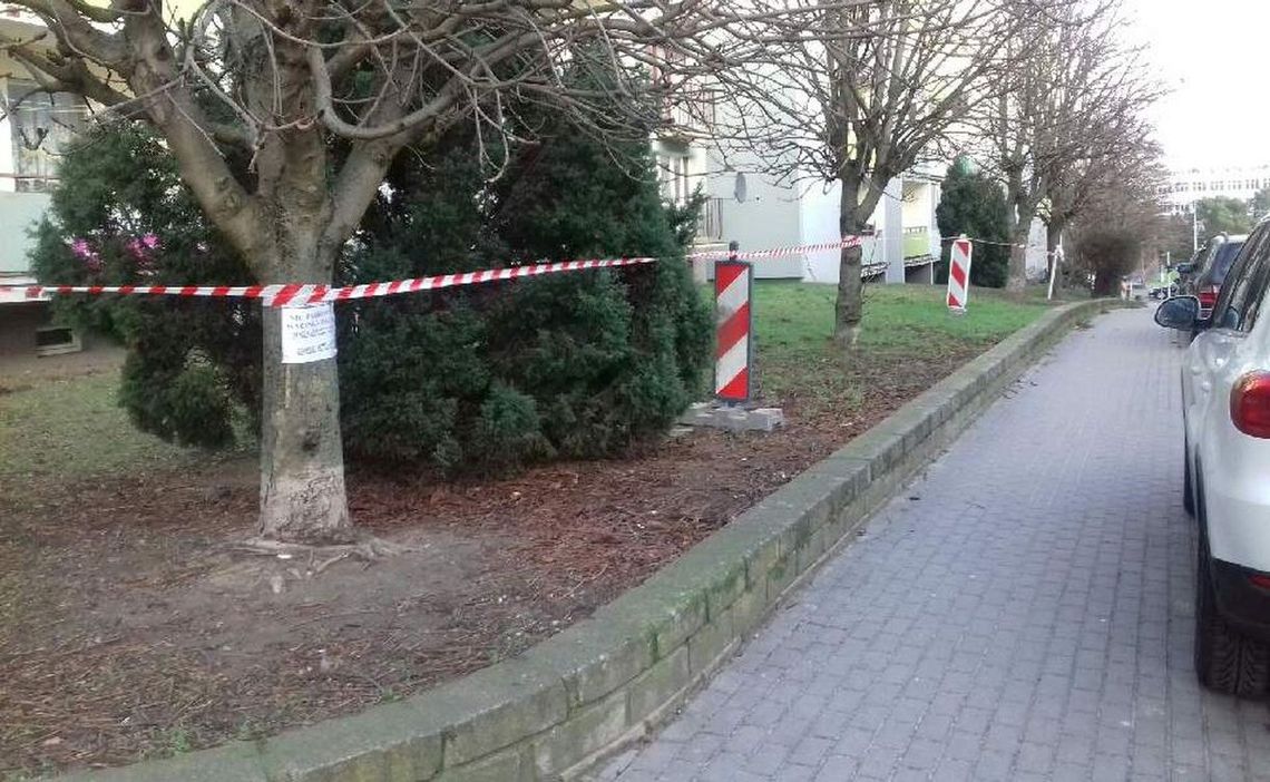 Dlaczego mają być wycięte drzewa?