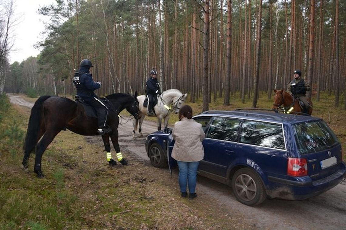 Do ścigania złodziei choinek zaangażowano policję konną