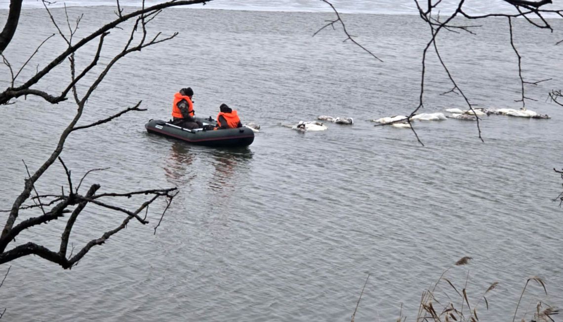 Dramatyczna akcja nad Odrą. Służby wyłowiły dziesiątki martwych łabędzi