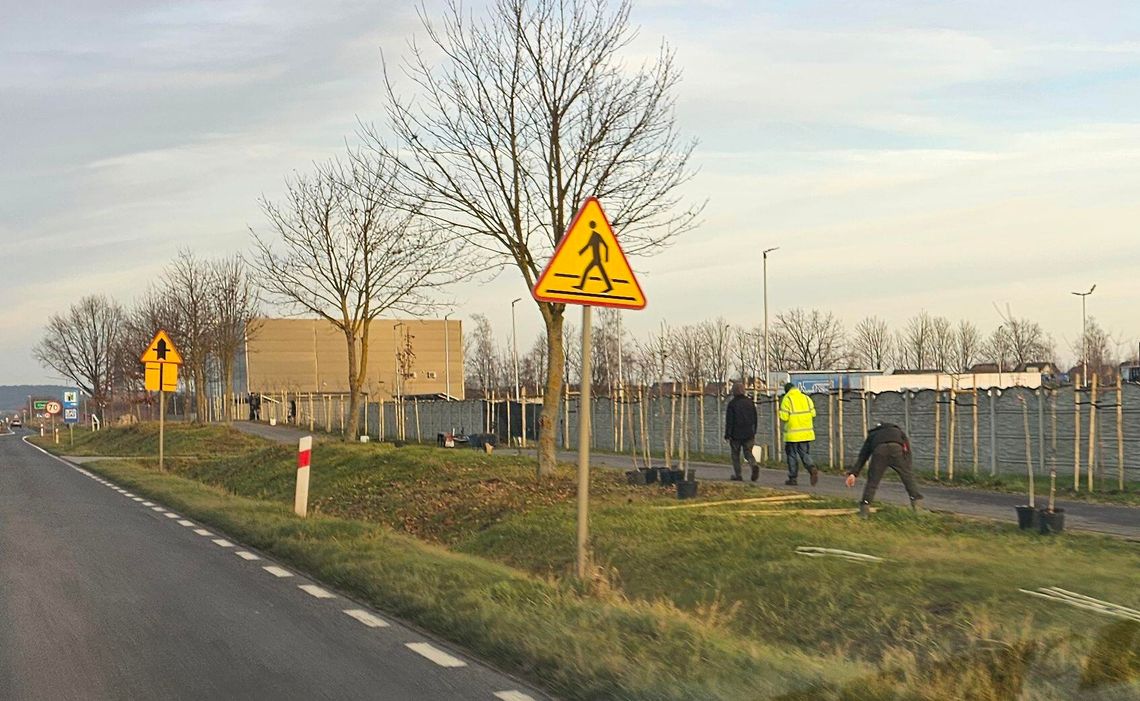 Drzewa sadzili, ale drogi nie posypali