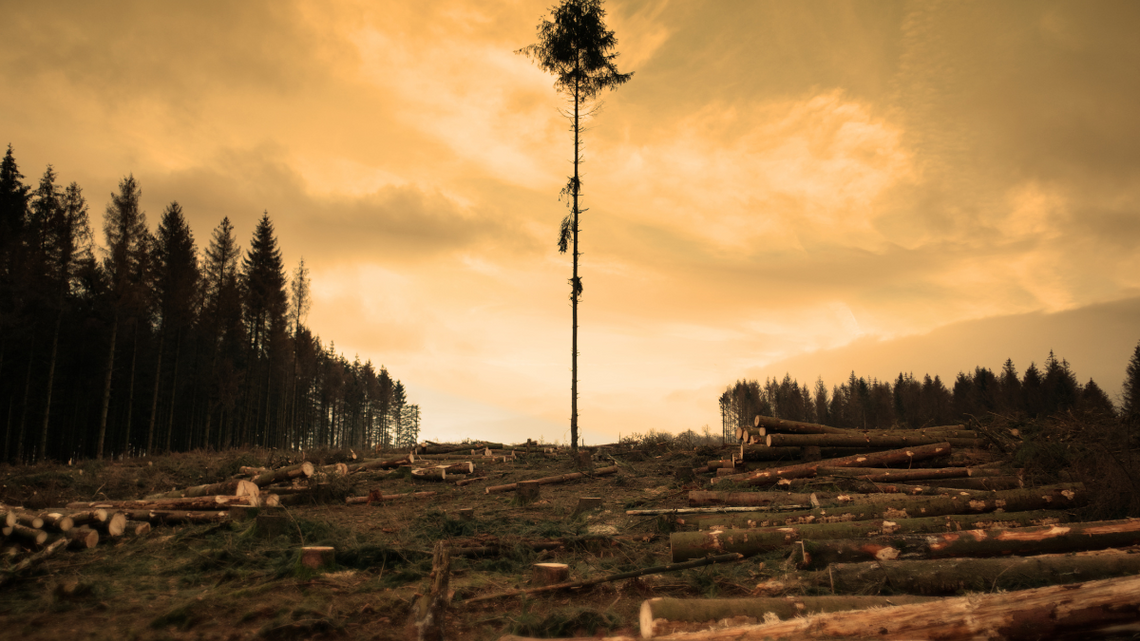 Czym zajmie się zespół ds. ochrony drzew i krzewów? Włodarze z powiatu zaprzestaną wycinki?