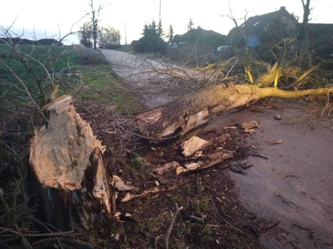 Dudley narozrabiał pod Gryfinem Dudley narozrabiał pod Gryfinem