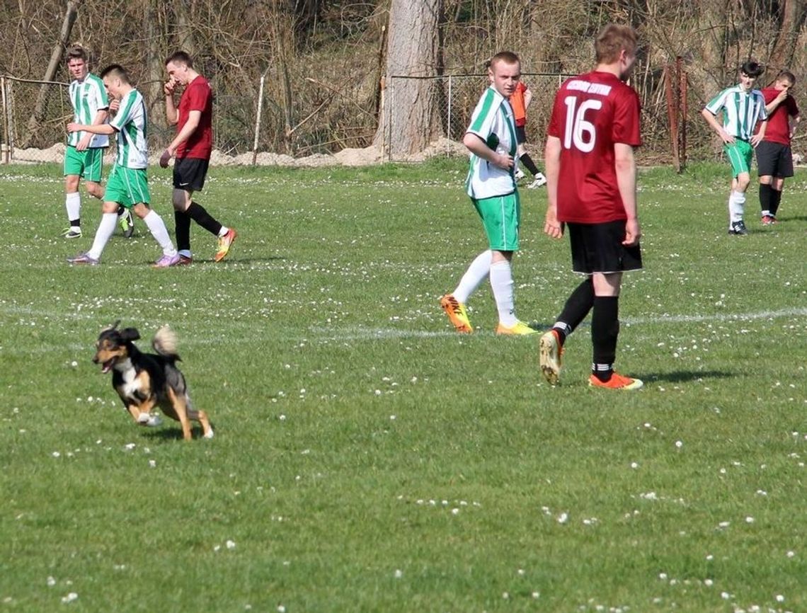 Dwunasty zawodnik na boisku – pies. Obejrzyj zdjęcia