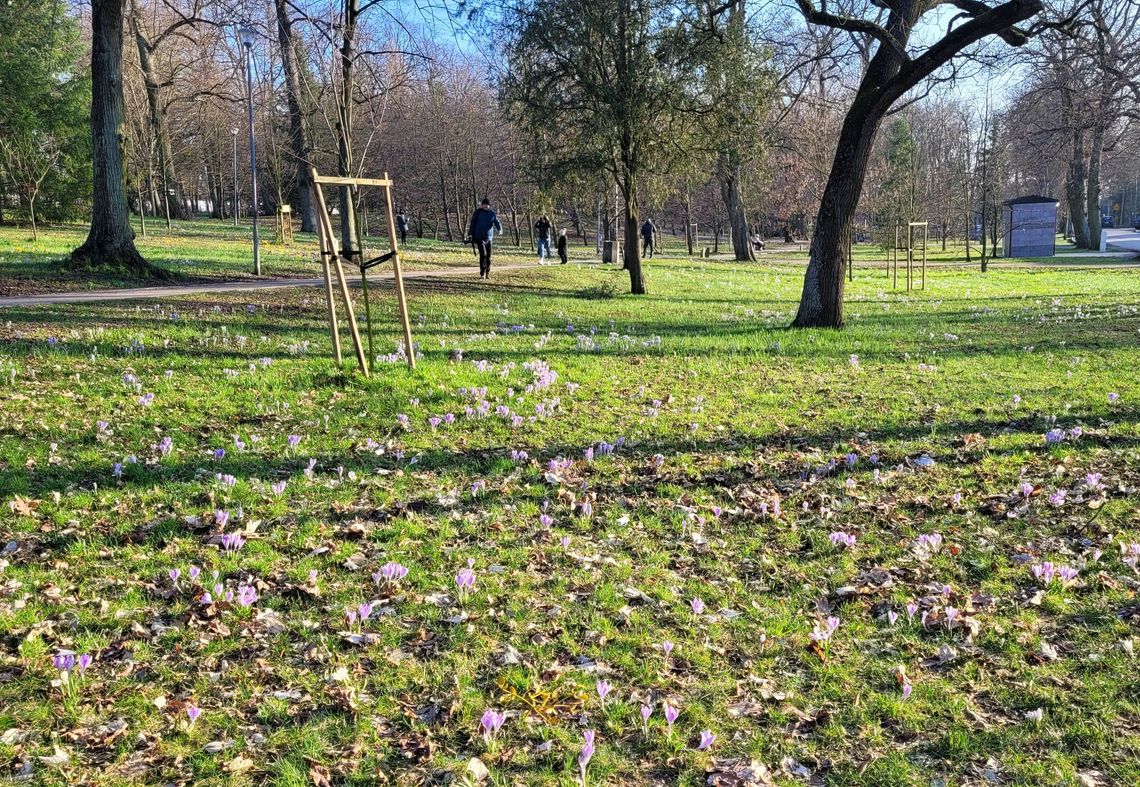 Dywany kwiatowe w parku. Rozkwitły mimo nocnych mrozów Dywany kwiatowe w parku. Rozkwitły mimo nocnych mrozów