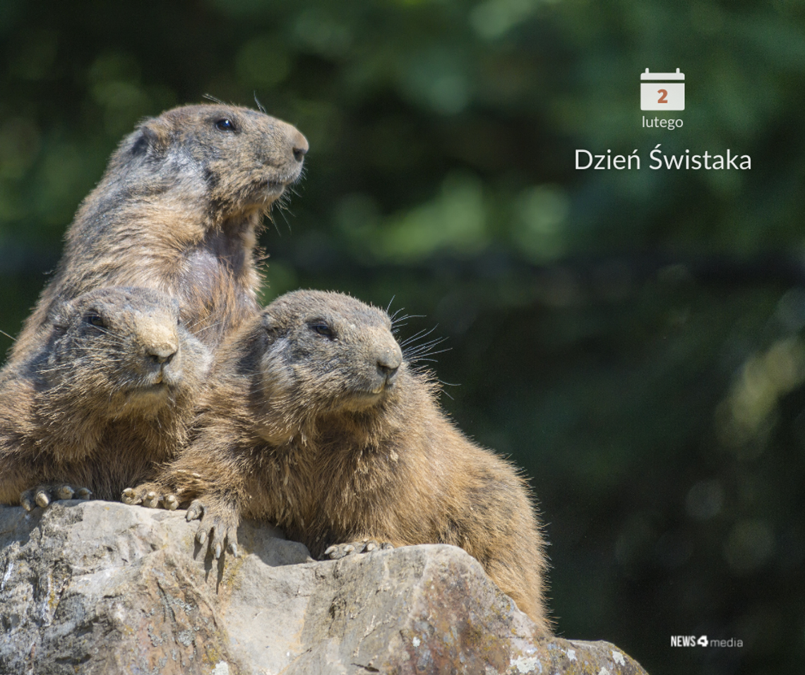 Dzień Świstaka i już Dzień Świstaka i już