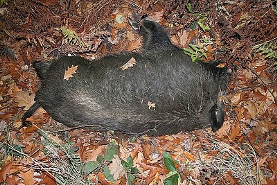 Dzik spowodował wypadek Dzik spowodował wypadek