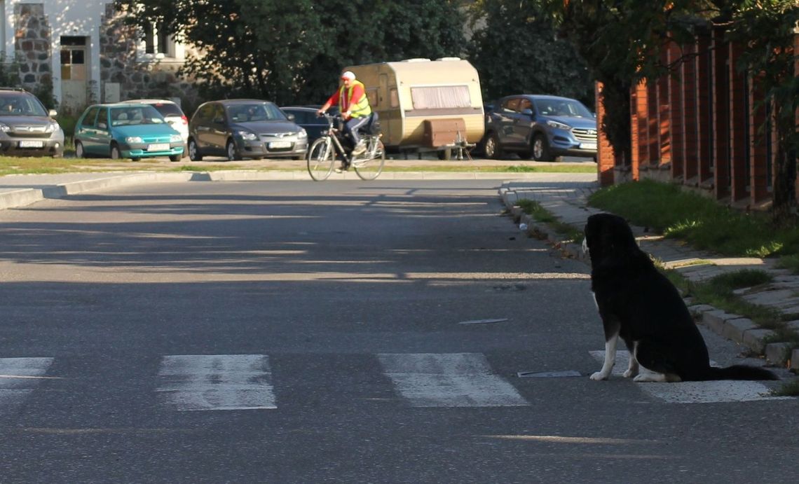 Dziś dzień kundelka