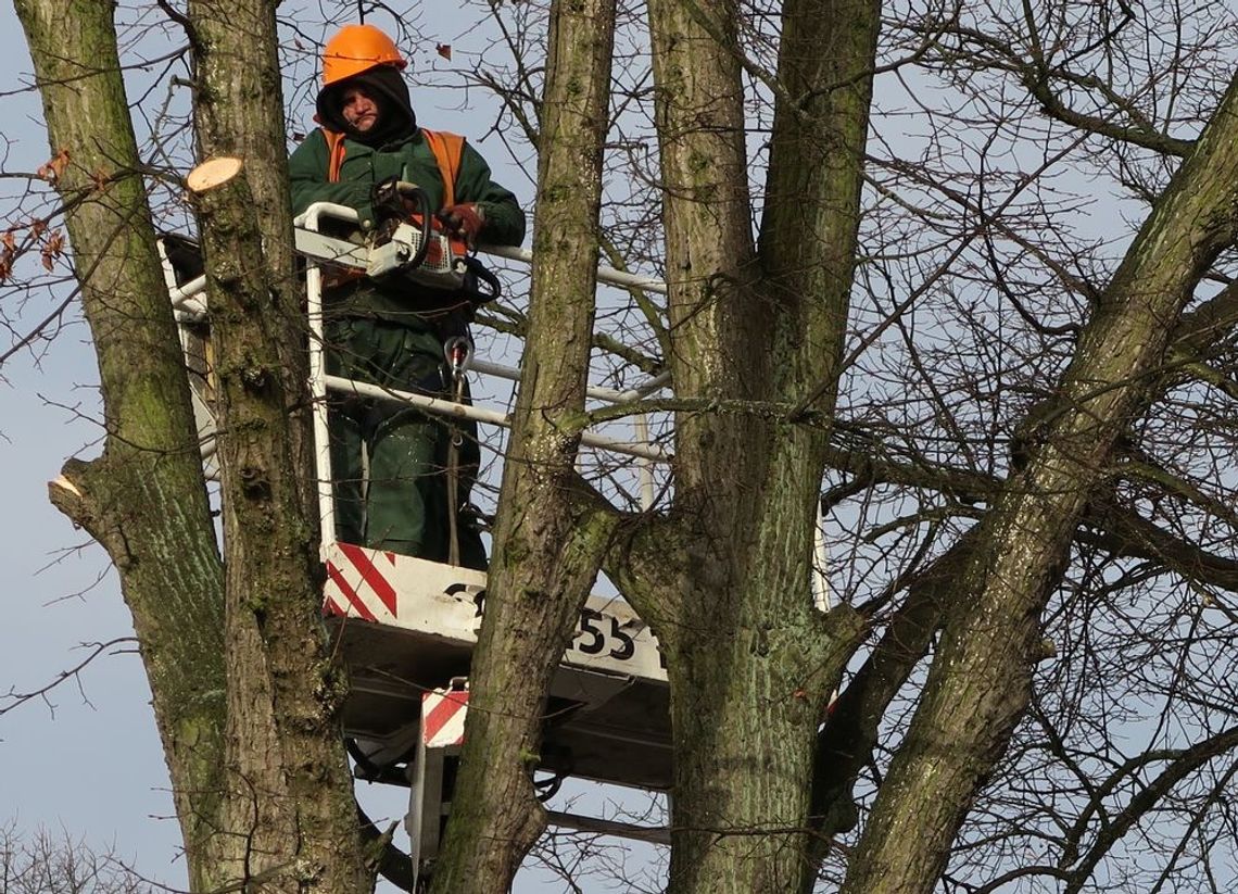 Elwi sprząta w imieniu powiatu