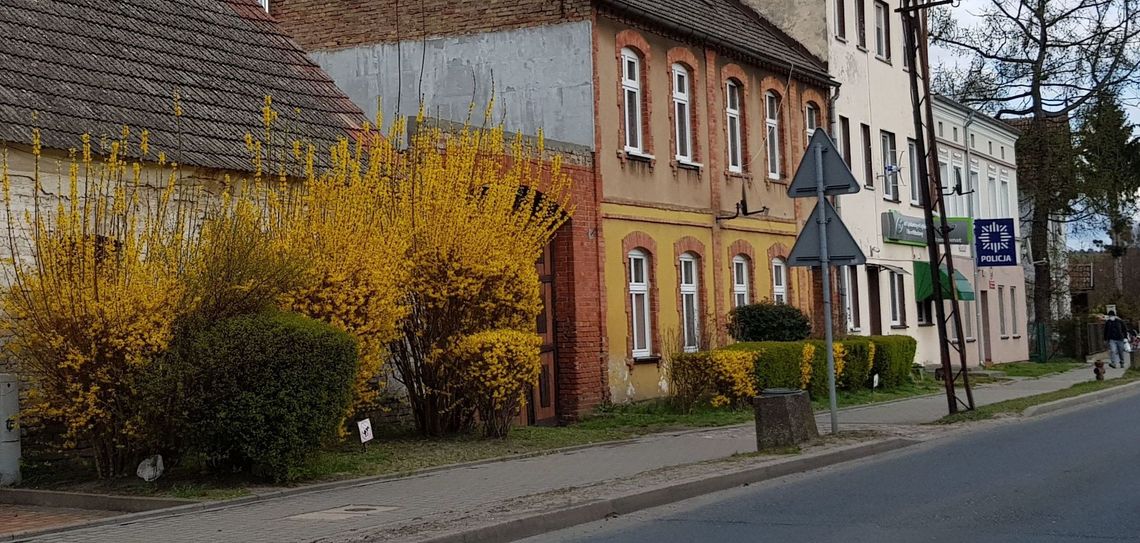 Forsycje i śliwy czarują kwiatami. Robi się coraz ładniej