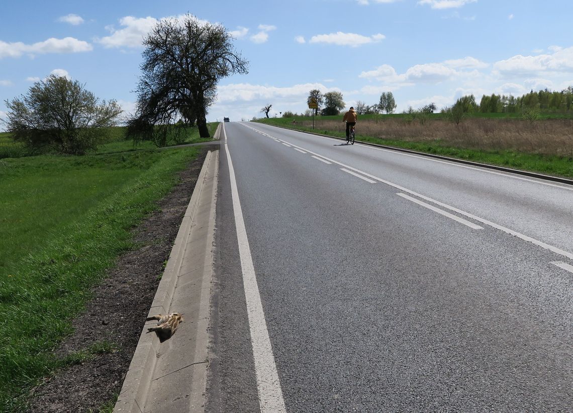 Gdzie zginął prosiaczek?