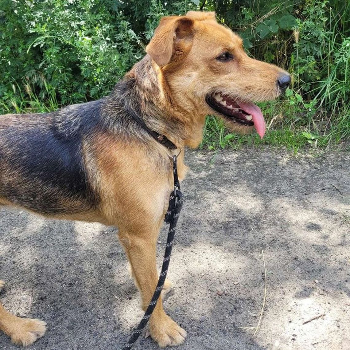 Gina - piękna sunia, która pragnie domu i miłości Gina - piękna sunia, która pragnie domu i miłości