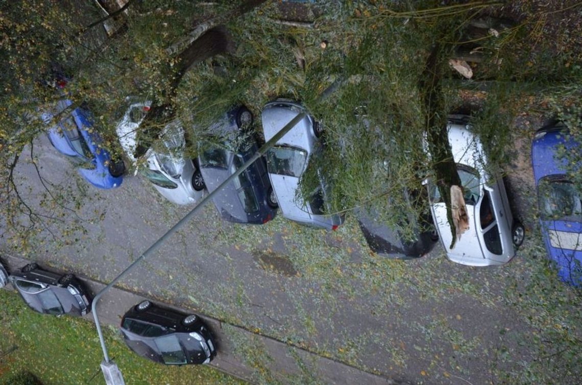 Gmina nieodpowiednio pielęgnowała drzewa. Wierzby uszkodziły auta, a burmistrz udaje Greka