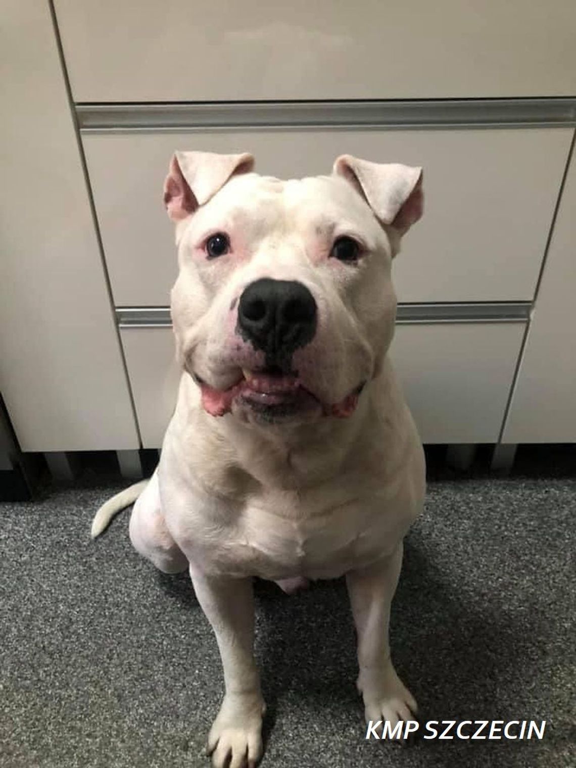 Grozi mu 5 lat za kradzież tego amstafa. Bandzior wrócił do domu Grozi mu 5 lat za kradzież tego amstafa. Bandzior wrócił do domu